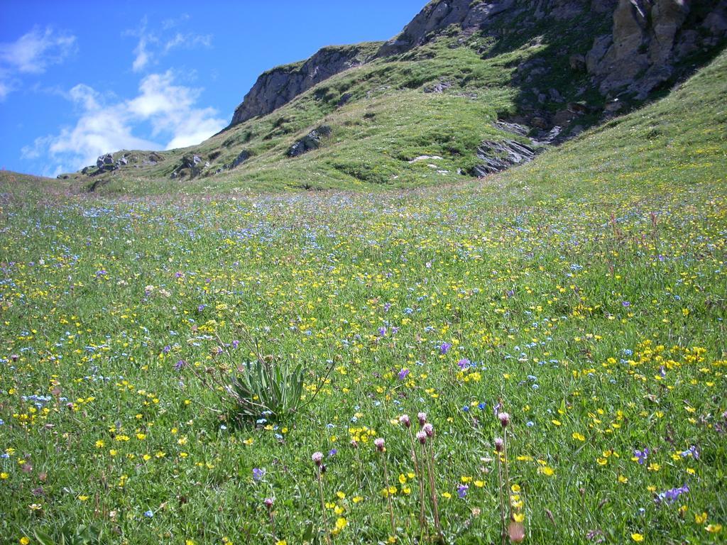 La Jolie Bergere